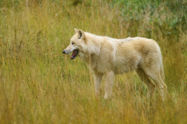 Wolf standing relaxed in an autumnal landscape surrounded by thick grasses, Arctic wolf (Canis lupus arctos)