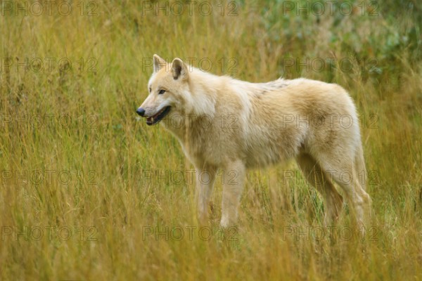 Wolf attentively observes his environment in an open, autumnal landscape, Arctic wolf (Canis lupus arctos)