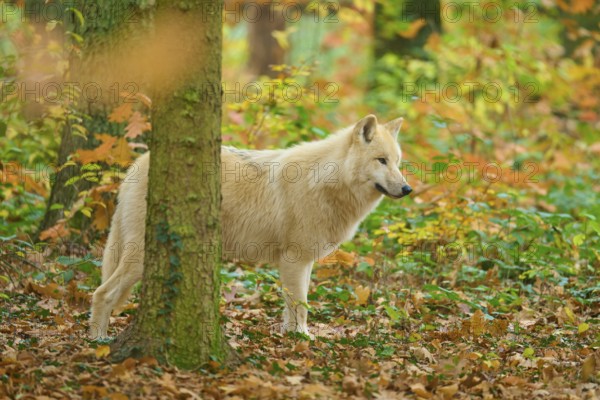 A wolf looks out in autumn forest full of colorful leaves, Arctic wolf (Canis lupus arctos)