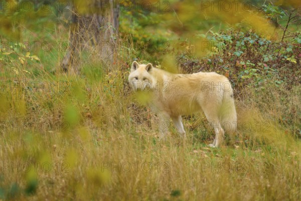 White wolf looking back in an autumnal forest surrounded by leaves and shrubs, Arctic wolf (Canis lupus arctos)
