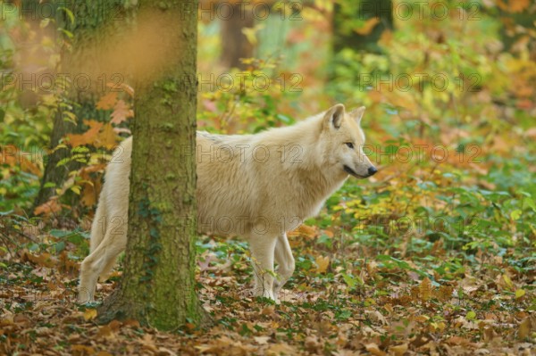 A wolf stands partially covered by trees in autumn forest, Arctic wolf (Canis lupus arctos)