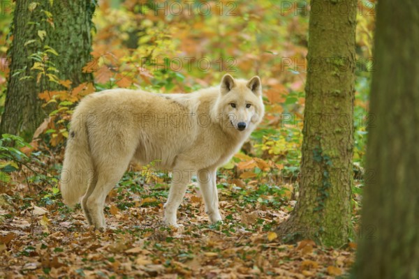 A wolf looks through trees in an autumn forest, Arctic wolf (Canis lupus arctos)