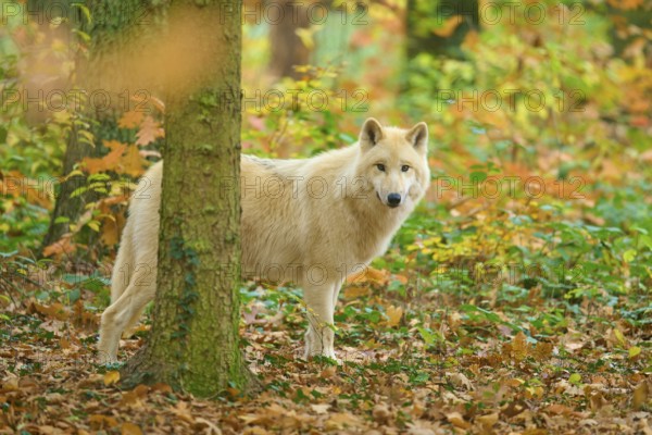 A wolf looks out curiously from behind a tree in autumn forest, Arctic wolf (Canis lupus arctos)
