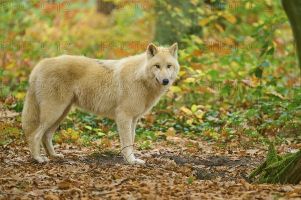 A wolf stands in a forest full of autumn leaves and leaves on the ground, Arctic wolf (Canis lupus arctos)