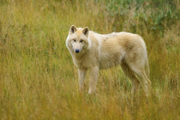 White Wolf looks curiously at an autumnal landscape full of tall grasses, Arctic Wolf (Canis lupus arctos)