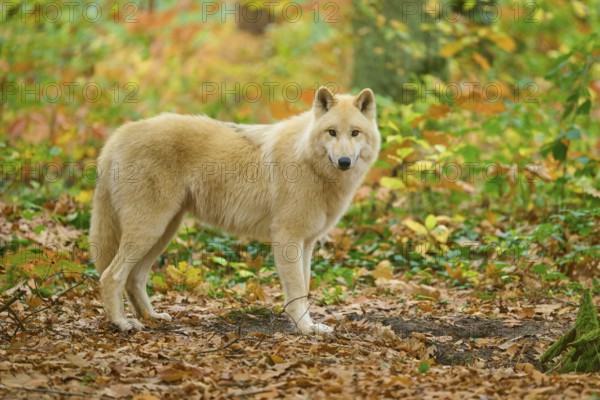 A wolf stands sideways in autumn forest on the leafy ground, Arctic wolf (Canis lupus arctos)