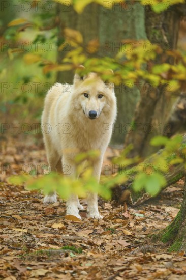 A wolf stands quietly in autumn forest with colorful leaves around him, Arctic wolf (Canis lupus arctos)