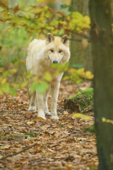 A wolf looks at the camera through the autumn leaves in the forest, Arctic wolf (Canis lupus arctos)