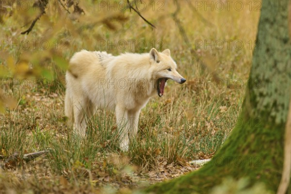 White wolf yawns near a tree in the midst of an autumnal forest landscape, Arctic wolf (Canis lupus arctos)