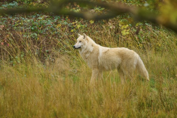 White wolf runs peacefully through an open, autumnal meadow landscape, Arctic wolf (Canis lupus arctos)