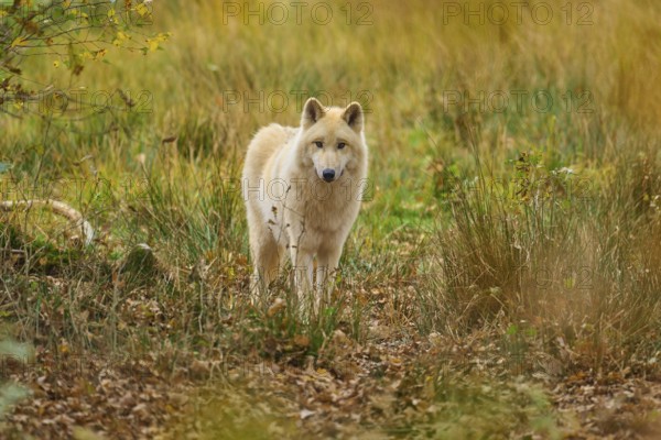 White wolf standing curiously in an autumnal landscape with deciduous soil, arctic wolf (Canis lupus arctos)