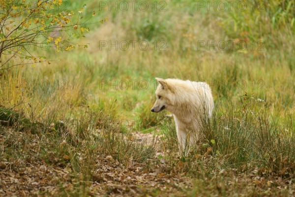 White wolf stands in autumn forest surrounded by grass and leaves, arctic wolf (Canis lupus arctos)