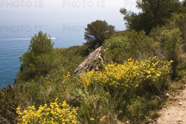 Broom flowers on rocks, natural park, Moraira, Valencia, Costa Blanca, Spain