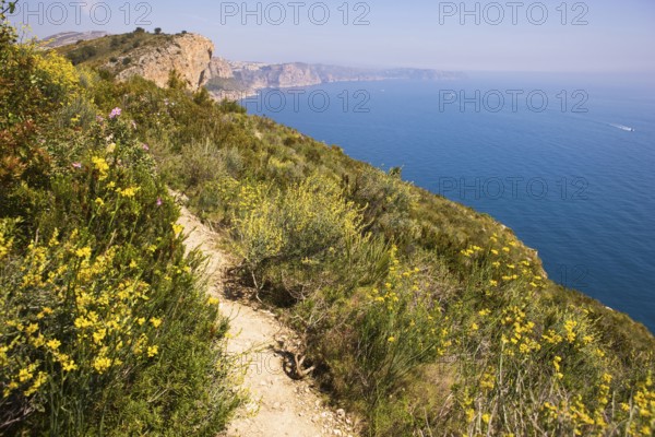 Broom flowers, hiking trail, natural park, Moraira, Valencia, Costa Blanca, Spain