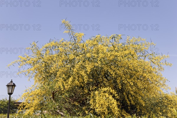 Forsythia (Forsythia), ornamental shrub, Moraira, Costa Blanca, Valencia, Spain