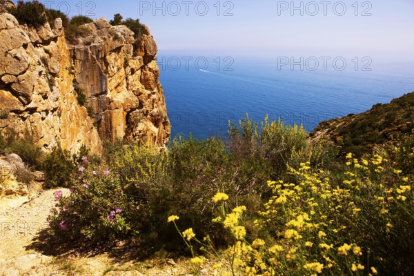 Rocks at Playa del Portet, broom flowers, coastal landscape, excursion destination, cliffs, Moraira, Valencia, Costa Blanca, Spain