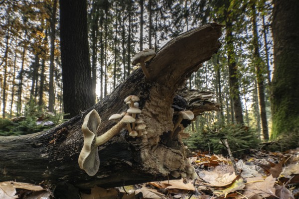Sulphur Tuft (Hypholoma fasciculare), Emsland, Lower Saxony, Germany