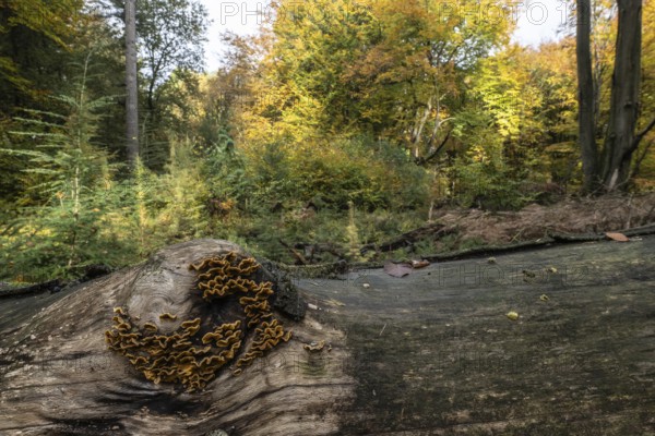 Shaggy layered fungus (Stereum hirsutum) in beech forest, Emsland, Lower Saxony, Germany