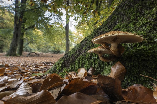Goldfell-Schüppling (Pholiota aurivella) in autumn beech forest, Emsland, Lower Saxony, Germany