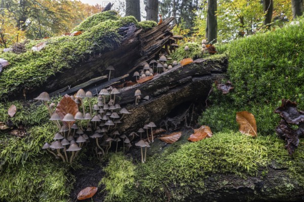 Helmlinge (Mycena), Emsland, Lower Saxony, Germany