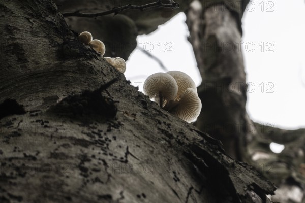 Ringed beech mucida (Oudemansiella mucida), Emsland, Lower Saxony, Germany