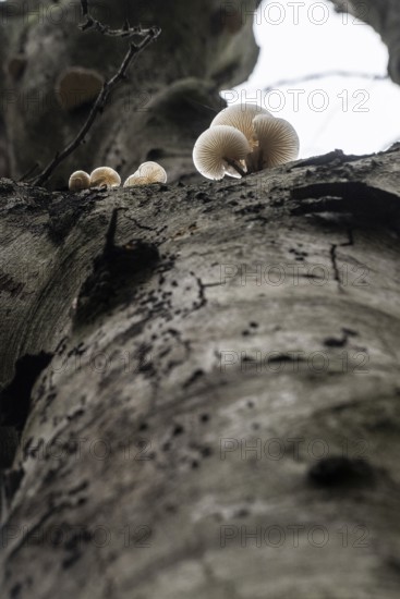 Ringed beech mucida (Oudemansiella mucida), Emsland, Lower Saxony, Germany