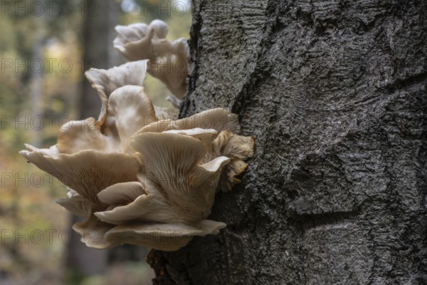 Grooved mushroom (Pleurotus cornucopiae), Emsland, Lower Saxony, Germany