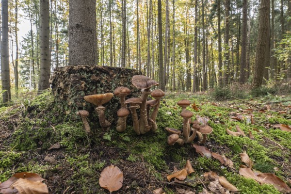 Common Hallimash (Armillaria ostoyae), Emsland, Lower Saxony, Germany