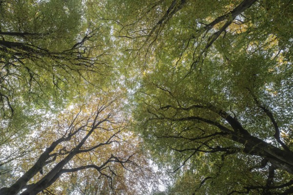 Beech forest (Fagus sylvatica) in autumn leaves, Emsland, Lower Saxony, Germany