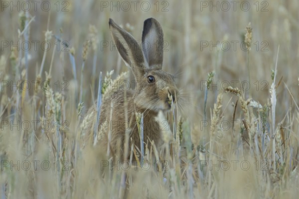 European brown hare (Lepus europaeus) adult animal feeding on a wheat sheath in a farmland field in summer, England, United Kingdom