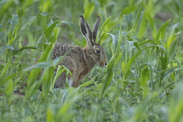 European brown hare (Lepus europaeus) adult animal in a farmland maize field in summer, England, United Kingdom