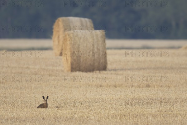 European brown hare (Lepus europaeus) adult animal in a farmland stubble field with a straw or hay bale in the background in summer, England, United Kingdom