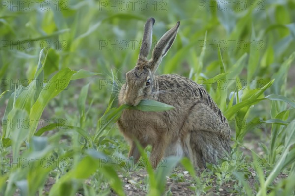European brown hare (Lepus europaeus) adult animal feeding in a farmland maize field in summer, England, United Kingdom