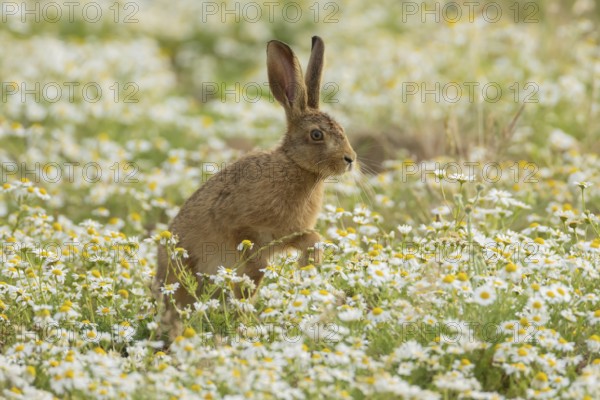 European brown hare (Lepus europaeus) adult animal running across flowering Mayweed daisy flowers in summer, England, United Kingdom