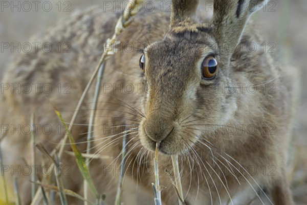 European brown hare (Lepus europaeus) adult animal in a farmland wheat field in summer, England, United Kingdom