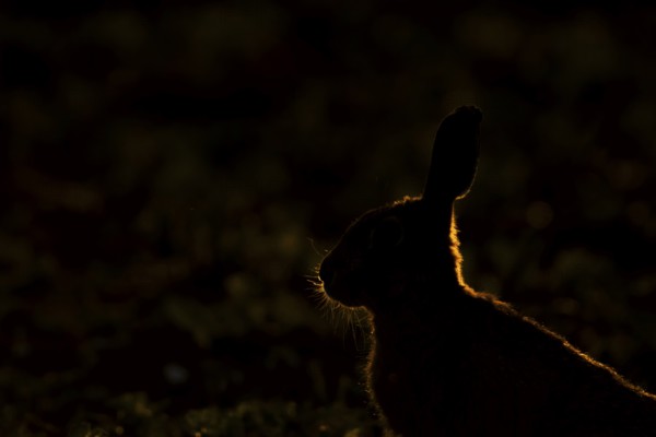 European brown hare (Lepus europaeus) adult animal backlit in a farmland field in summer, England, United Kingdom