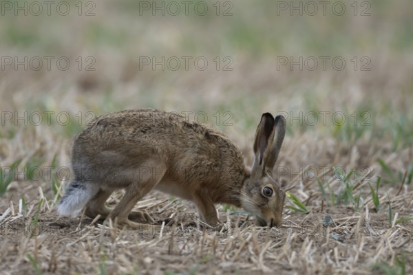 European brown hare (Lepus europaeus) adult animal in a farmland field in summer, England, United Kingdom