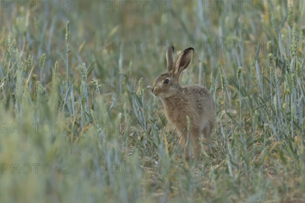 European brown hare (Lepus europaeus) juvenile baby leveret animal in a farmland wheat field in summer, England, United Kingdom