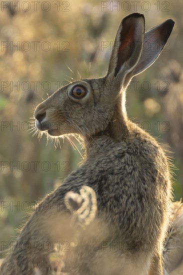 European brown hare (Lepus europaeus) adult animal in a farmland field in summer, England, United Kingdom
