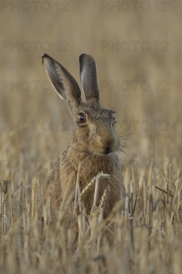 European brown hare (Lepus europaeus) adult animal in a farmland stubble field in summer, England, United Kingdom