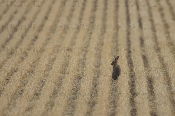 European brown hare (Lepus europaeus) adult animal in a farmland stubble field in summer, England, United Kingdom