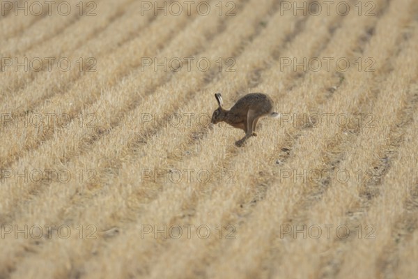 European brown hare (Lepus europaeus) adult animal running across a farmland stubble field in summer, England, United Kingdom