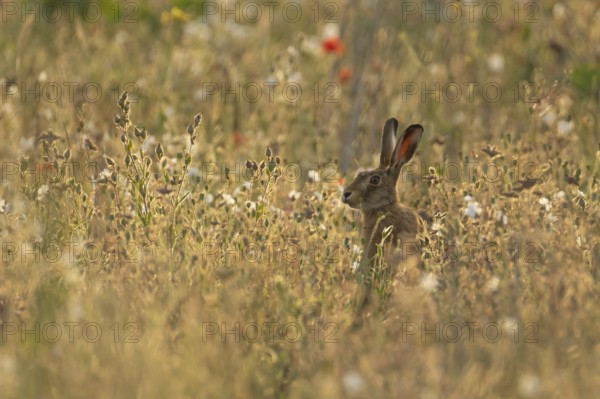 European brown hare (Lepus europaeus) adult animal in a wildflower field in summer, England, United Kingdom