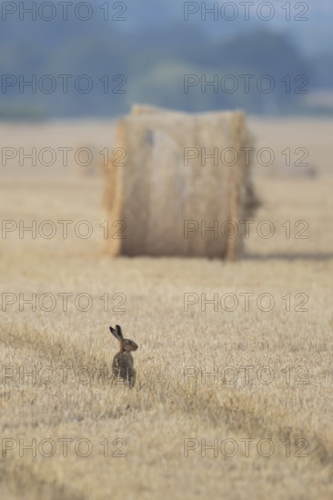 European brown hare (Lepus europaeus) adult animal in a farmland stubble field with a straw or hay bale in the background in summer, England, United Kingdom