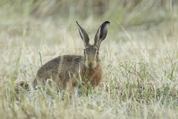 European brown hare (Lepus europaeus) adult animal eating grass in a farmland field in summer, England, United Kingdom
