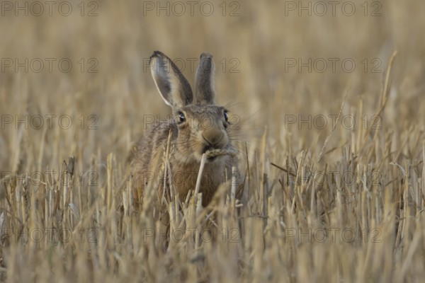 European brown hare (Lepus europaeus) adult animal feeding on a wheat sheath in a farmland stubble field in summer, England, United Kingdom