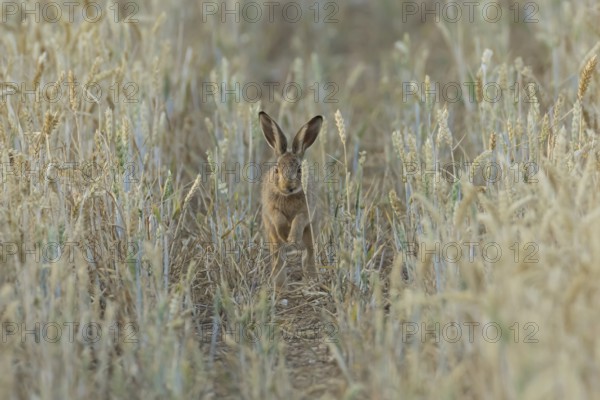 European brown hare (Lepus europaeus) juvenile baby leveret animal running in a farmland wheat field in summer, England, United Kingdom