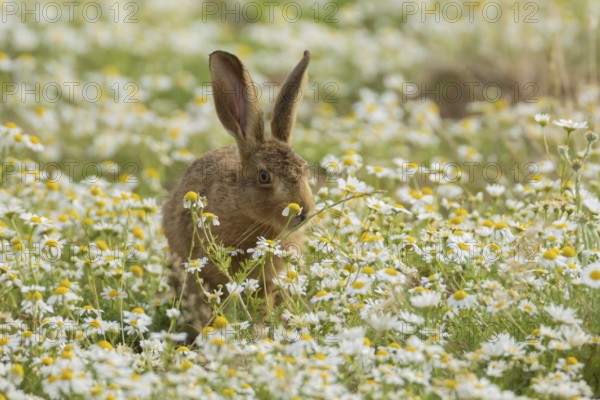 European brown hare (Lepus europaeus) adult animal in flowering Mayweed daisy flowers in summer, England, United Kingdom