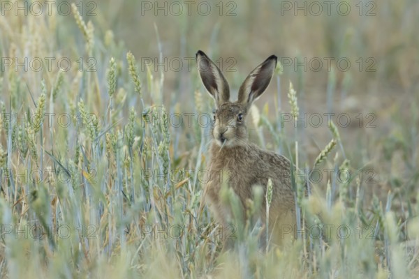 European brown hare (Lepus europaeus) adult animal feeding on a wheat plant in a farmland field in summer, England, United Kingdom