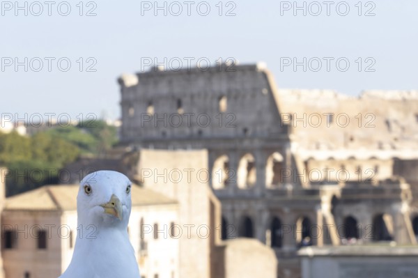 Yellow-legged gull (Larus michahellis) adult bird on an ancient city building with The Colosseum in the background, Rome, Italy
